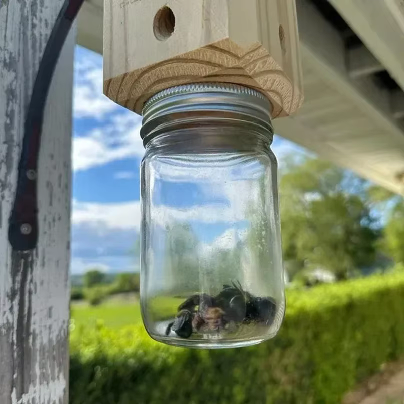 Nouvelle Piège à Abeilles Carpenter pour l'extérieur - Pièges à Abeilles Carpenter en Bois Suspendus Style Pentroof - Pièges à Insectes avec Niche Amovible
