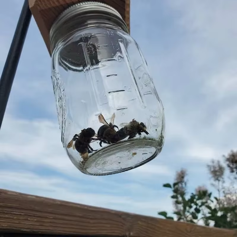 Piège à abeilles de charpentier pour l'extérieur, piège à abeilles de charpentier suspendu en bois de Style Pentroof naturel, pièges à insectes avec coffre-fort amovible